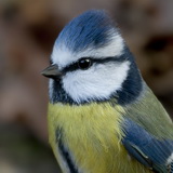 Birds in the Belgian Ardennes